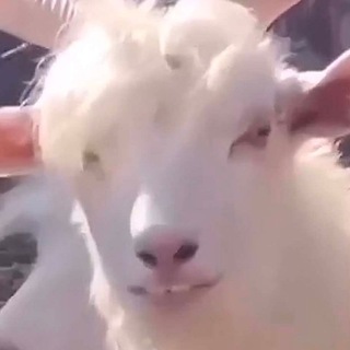 Telegram profile photo for NamCyber