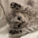 Telegram profile photo for Зарисовки от ᵣᵢ𝑡𝑦