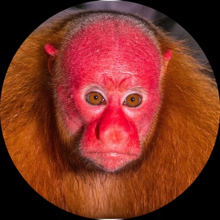 Telegram profile photo for west1k stream channel