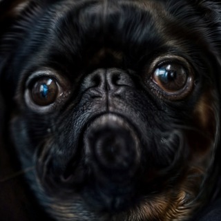Telegram profile photo for Восемь