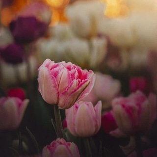 Telegram profile photo for .·´¯`·-> ماذا لو أن المشاعر ترى؟. <-·´¯`·.