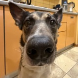 Telegram profile photo for Вольт