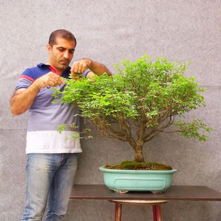 Telegram profile photo for خزر بونسای