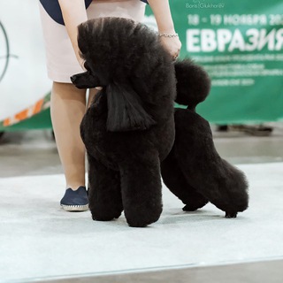 Telegram group profile photo for Груминг как искусство ❤️