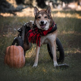 Telegram profile photo for ПЕС его знает...