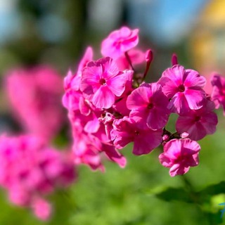 Telegram profile photo for Культура. Наш край