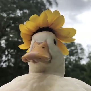 Telegram profile photo for летс гет дакс