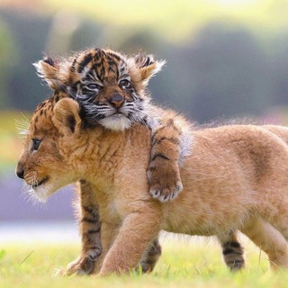 Telegram profile photo for Animals World