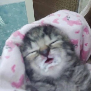 Telegram profile photo for алишка бредит