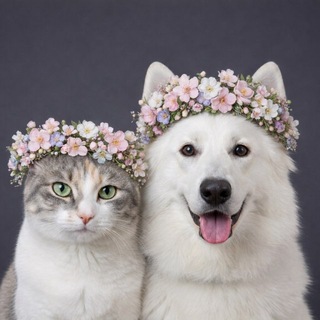 Telegram profile photo for Нора | БШО | Eleonora.wss +🐈