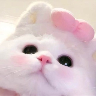 Telegram profile photo for 杭州养只小猫女仆交流群