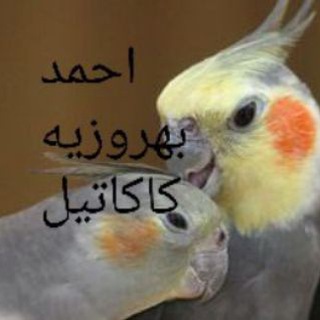 Telegram profile photo for مرجع تخصصی عروس هلندی