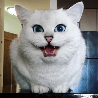 Telegram profile photo for منوعات ضحك ونكت وسياسة😝
