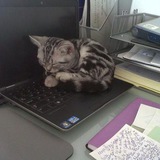 Telegram profile photo for —Лежбище Хоши
