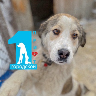 Telegram profile photo for Первый городской приют г. Новосибирск т. 214-92-91