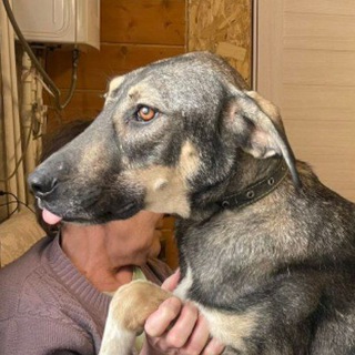 Telegram profile photo for Приют "Лохматая душа"
