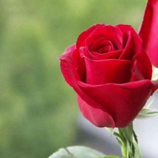 Telegram profile photo for گروه دوستیابی ترکیه (آکروس) 💕