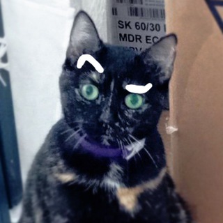 Telegram profile photo for У нас в Рязани коты с бровями