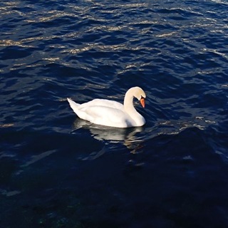 Telegram profile photo for قطنة