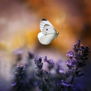 Telegram profile photo for بـآنتظـآر آلآمــل🦋