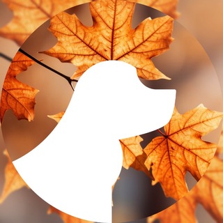 Telegram profile photo for Groom в Ильинских лугах | Стрижка собак и кошек