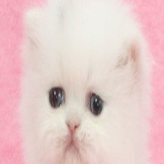Telegram profile photo for Nyao nya