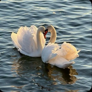 Telegram profile photo for عالمي الصغير 🦋.