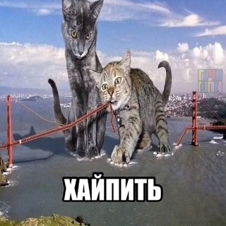 Telegram profile photo for Штудирую джиниус