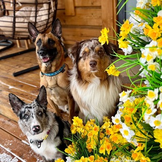 Telegram profile photo for МалиУсси - малиново-мраморное семейство🌸