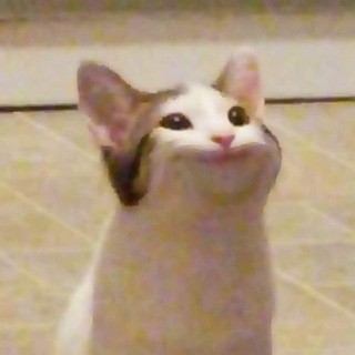 Telegram profile photo for POPCAT BSC