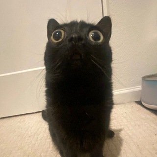 Telegram profile photo for Коробка кицика
