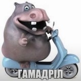 Telegram profile photo for лплп
