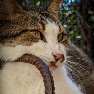 Telegram profile photo for 📸 Gcam Photo Book </Bio>