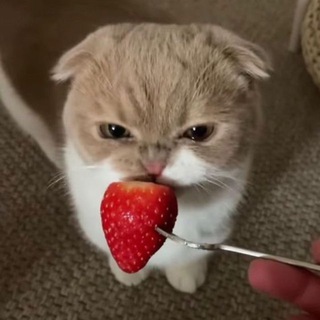 Telegram profile photo for что происходит?