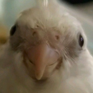 Telegram profile photo for Parrot Union 🦜