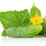 Telegram profile photo for Негры и огурец 🥒
