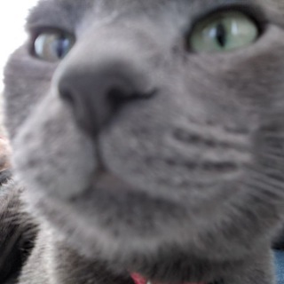 Telegram profile photo for Duman
