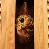 Telegram profile photo for Cats photo