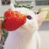 Telegram profile photo for ،˚₊ ʚ 🍓. archive › ࣪˖ ᜊ