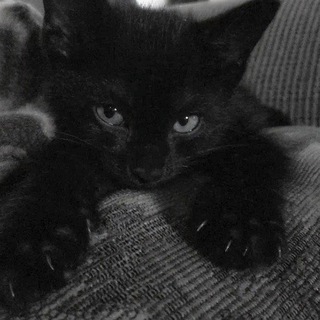 Telegram profile photo for 𝗘𝗥𝗘𝗡 - اِرِن 🐈⬛
