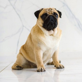 Telegram profile photo for veniamin.pug