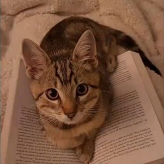 Telegram profile photo for My writings