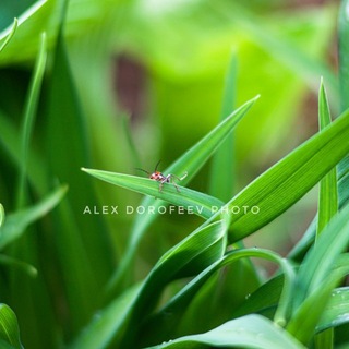 Telegram profile photo for AlexDorofeev_Photo