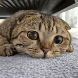 Telegram profile photo for Кот Басик 🐈