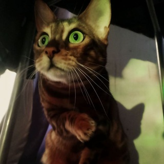 Telegram profile photo for Ща чото будет