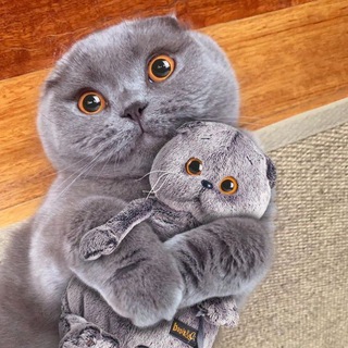 Telegram profile photo for Вислоухие коты confession