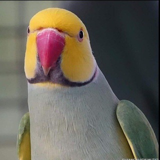 Telegram profile photo for AJRELLA ALEKSANDIRISKI