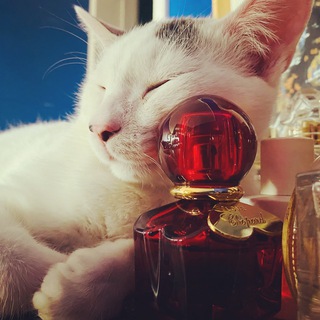 Telegram profile photo for Духи и три кота