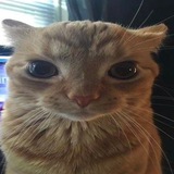 Telegram profile photo for Zoxer Reviews