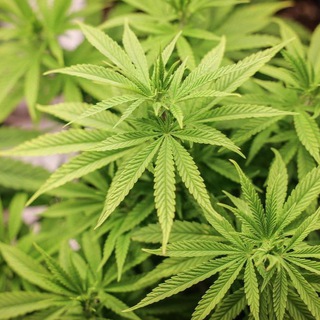 Telegram profile photo for CBD Whoelsales Europe Swiss Germany